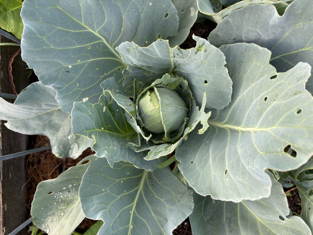 High, Low, Buffalo: A Garden Season&nbsp;Recap