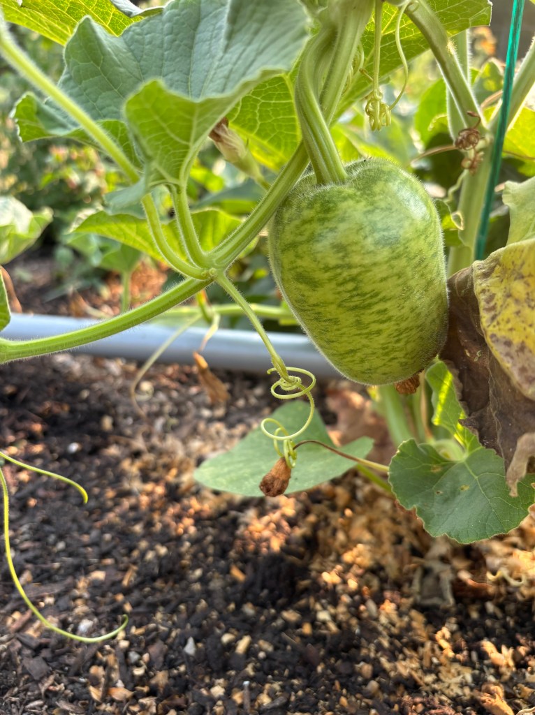 A small, apple shaped and striped green gourd hanging on a vine.