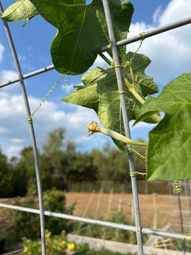 Green vine and small cucumber-looking plant on a wire trellis.