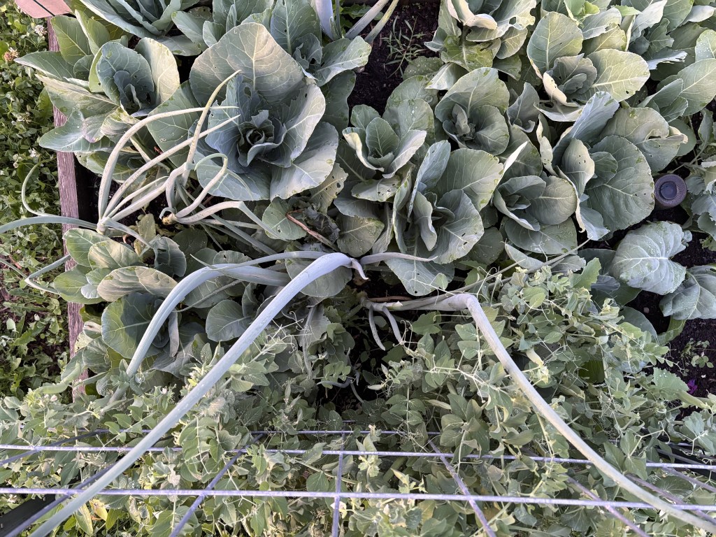A muted green image looking down on cabbage and onion stalks.