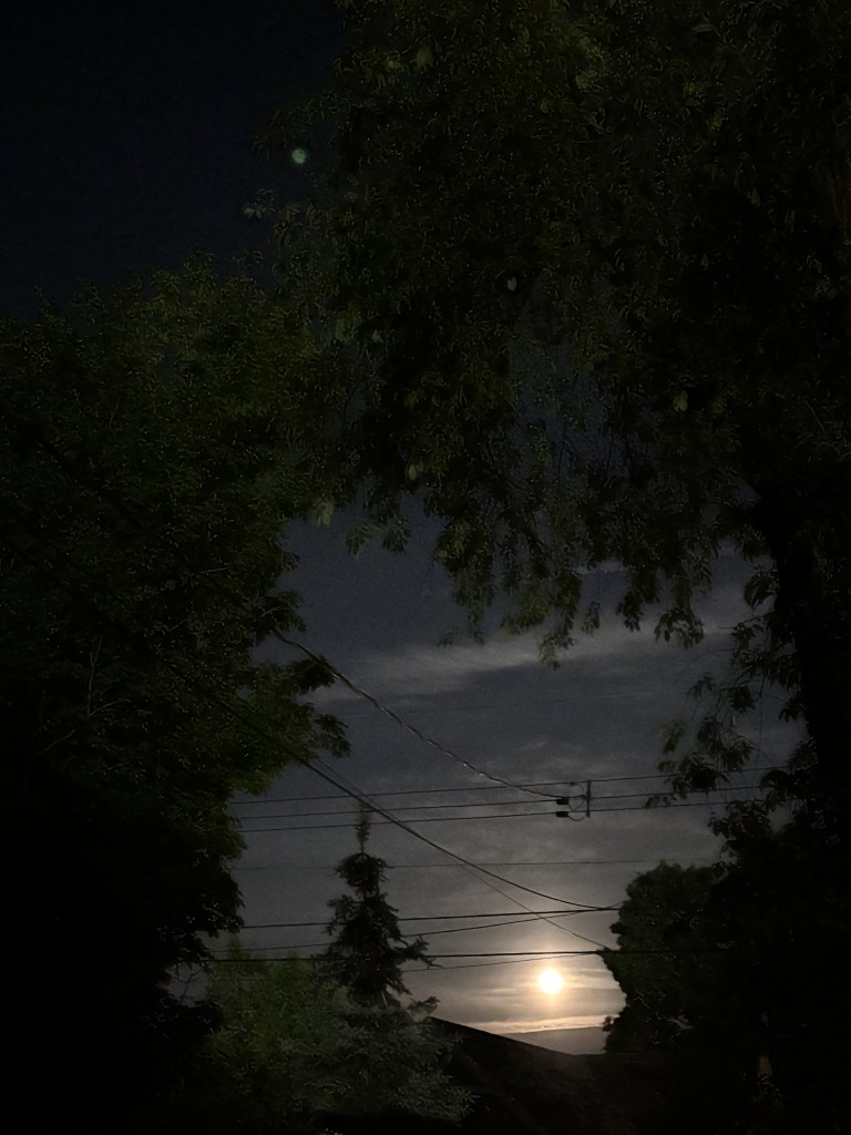 The moon on a dark evening, through trees.