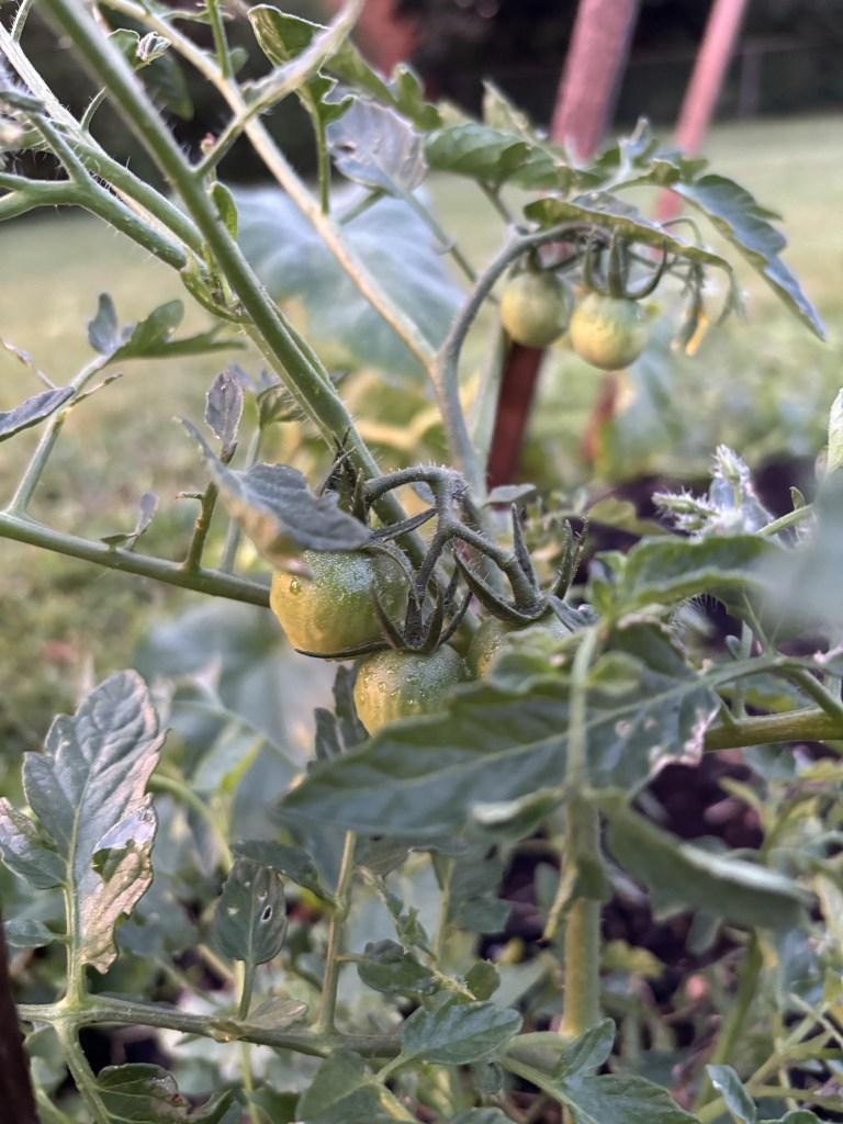 Unripe baby tomatoes on a vine, in muted light.