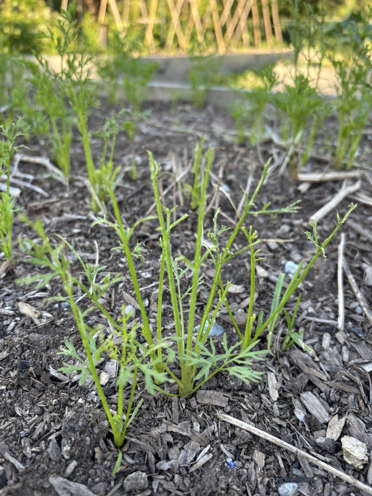 Skeletonized carrot leaves.