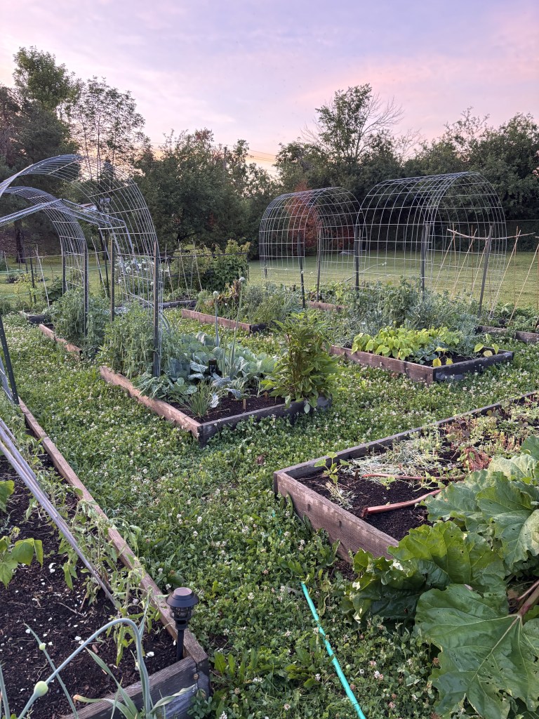 A garden of raised beds, in muted light.