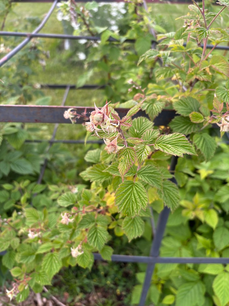Unripened raspberries