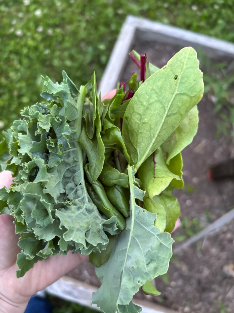 Different kinds of edible greens.
