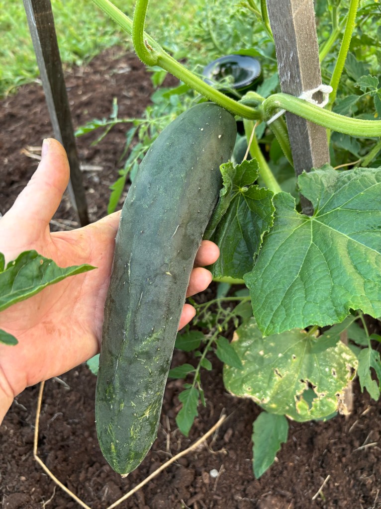 A hand holding a full-sized cucumber.