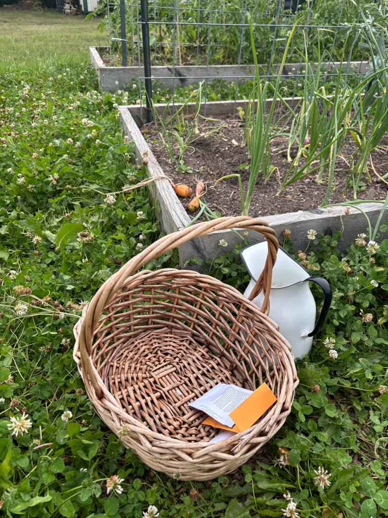 A basket with seed packets in it, in front of an old fashioned white enamelt pitcher, in front of a raised bed with onions in it.