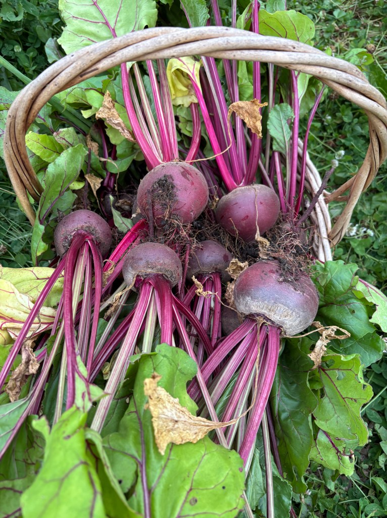 A full basket of bright fuschia beets.