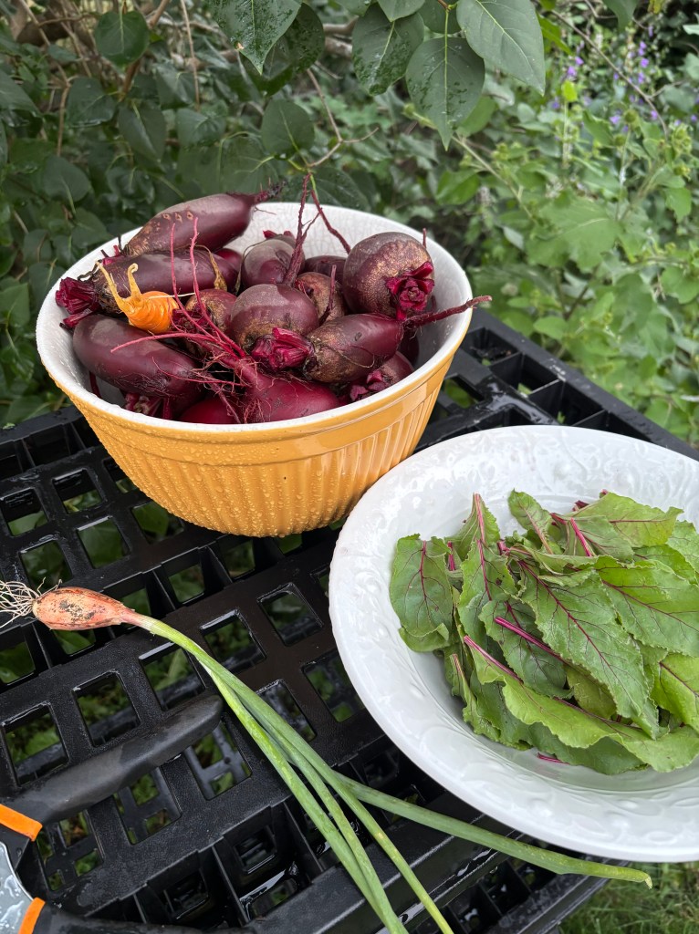 A black shelf holding a bowl of beets, a bowl of greens, and a small carrot.