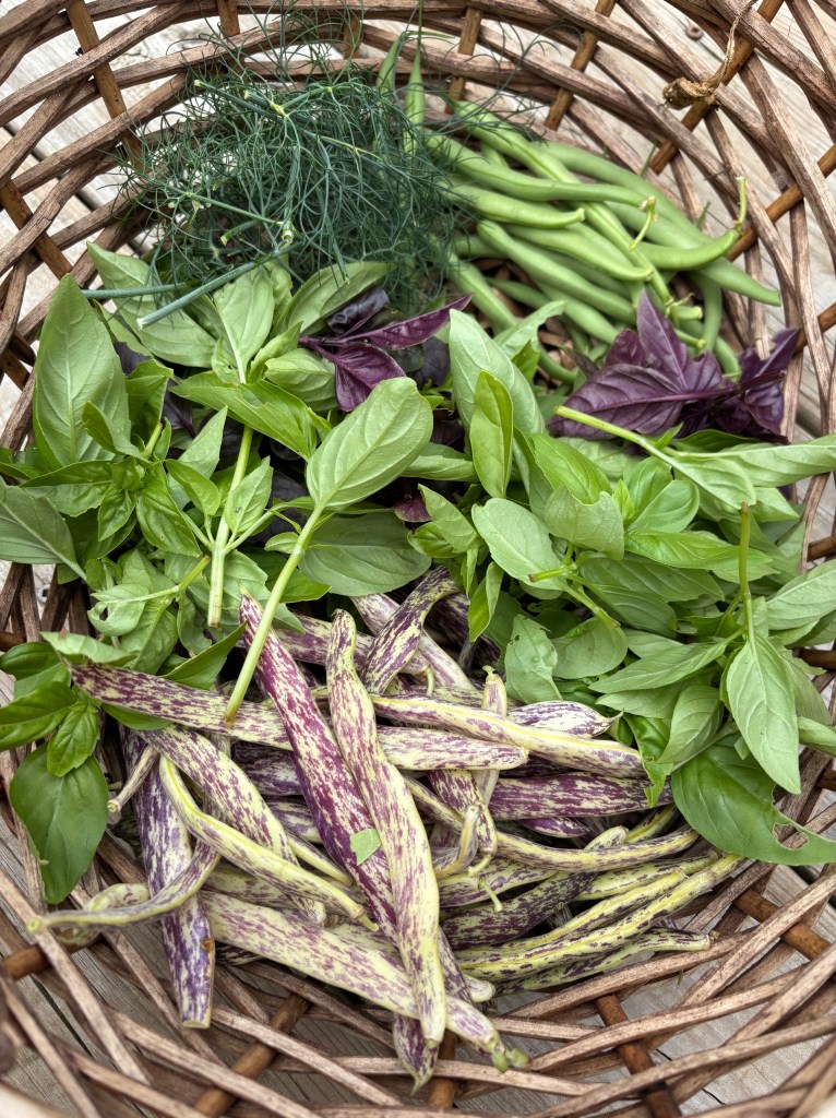 A basket full of beans, basil, and dill.