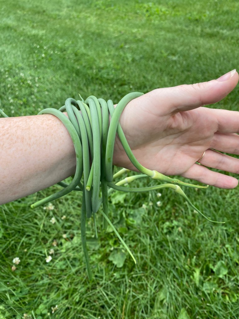 Garlic scapes wrapped around an arm