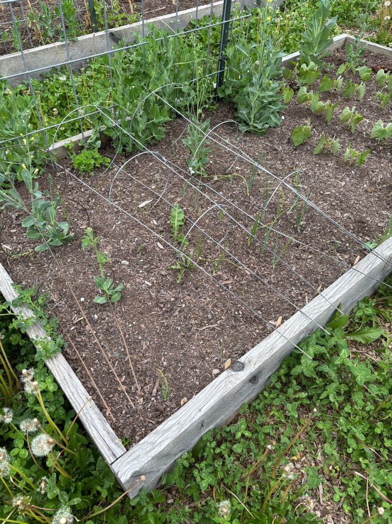 Tomato cages sitting on rows of onions in a raised garden bed.