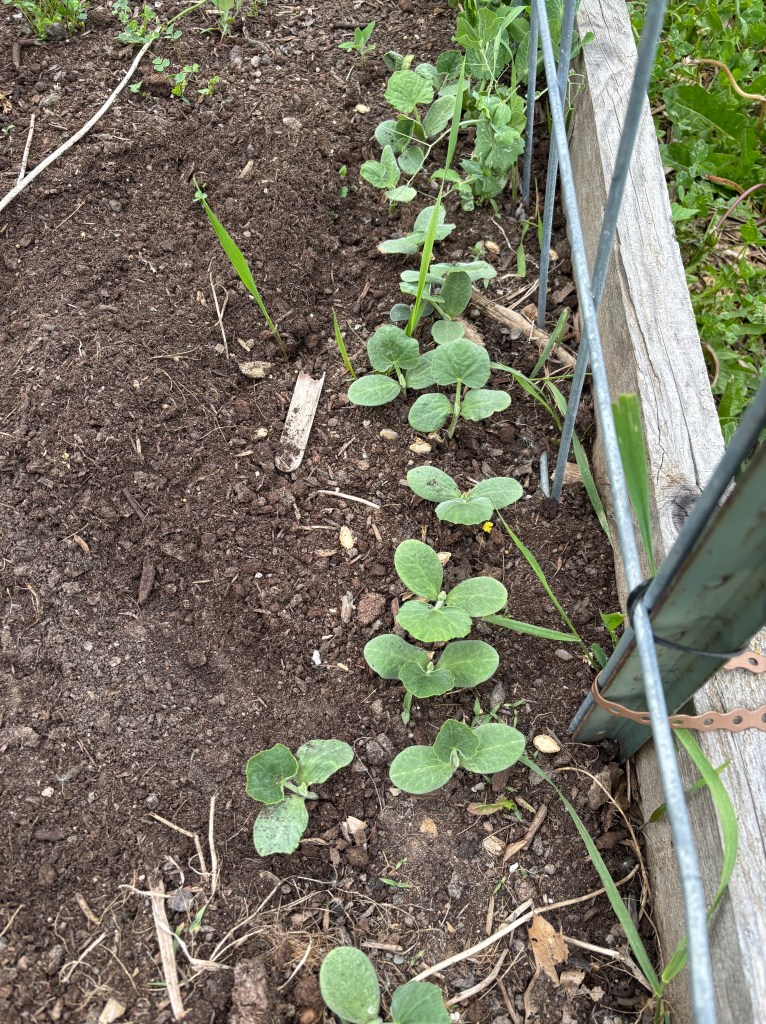 Squash seedlings in a raised garden bed.
