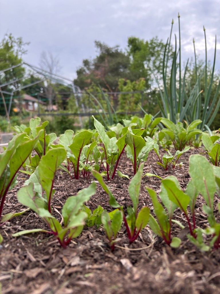 Rows of baby beets